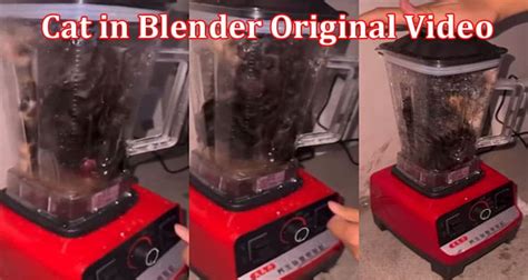 cat put in blender original video|cat in a blender real.